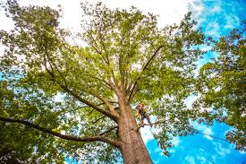 Best Weed Control  in Sicklerville, NJ