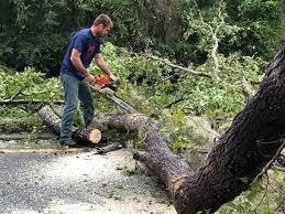 Reliable Sicklerville, NJ Tree Removal Solutions