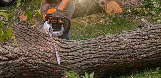 Best Pest Control for Lawns  in Sicklerville, NJ