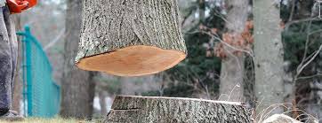 Best Tree Trimming and Pruning  in Sicklerville, NJ