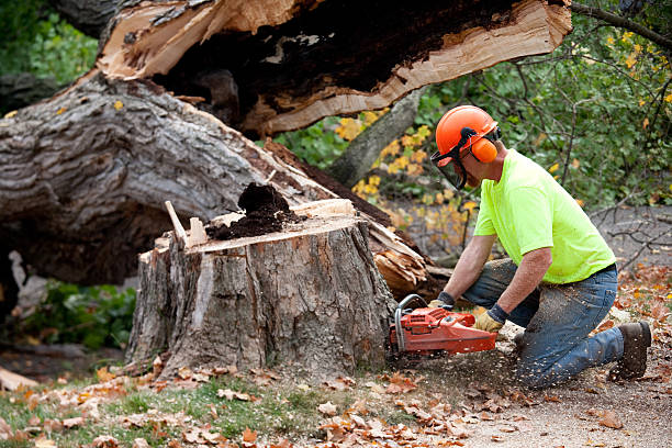 Best Tree Removal  in Sicklerville, NJ