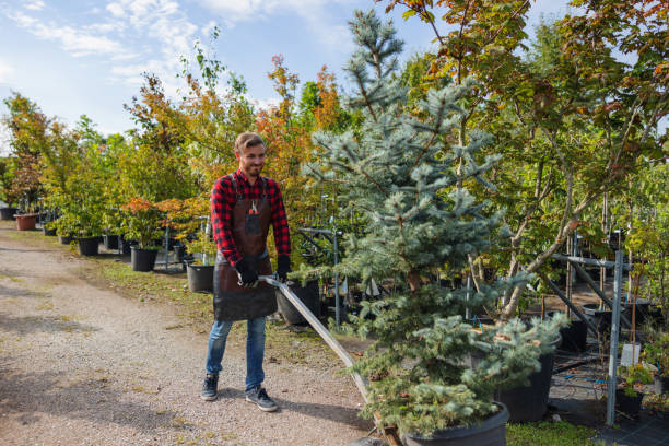 How Our Tree Care Process Works  in  Sicklerville, NJ