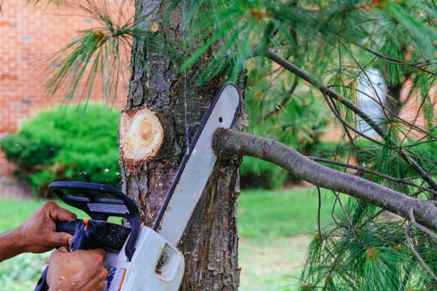 Best Emergency Tree Removal  in Sicklerville, NJ